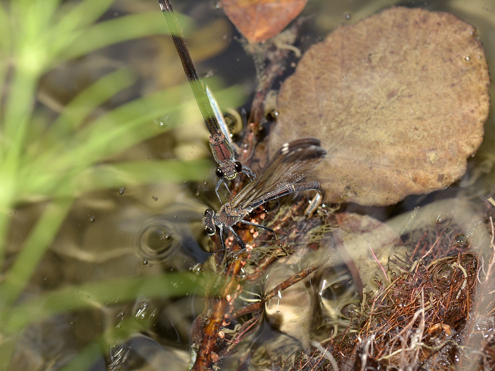 Calopteryx haemorrhoidalis? deposizione in apnea